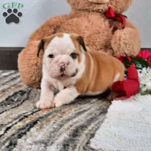 Earl, English Bulldog Puppy